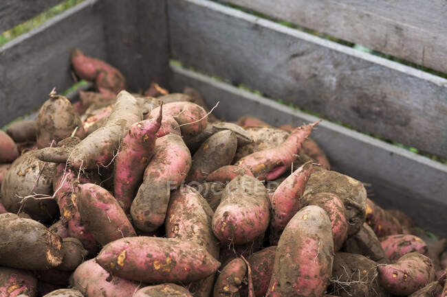 Tub of sweet potatoes — Stock Photo