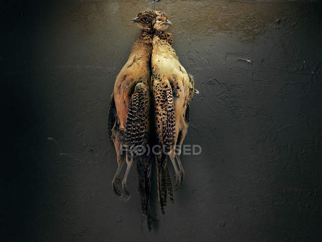 Closeup shot of two dead yellow birds hanging up — Stock Photo