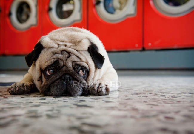 Cão pug deitado no chão lavanderia e olhando para longe — Fotografia de Stock