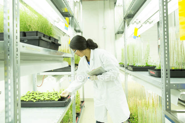 Cientista feminina usando tablet digital em estufa de laboratório de amostras de plantas — Fotografia de Stock