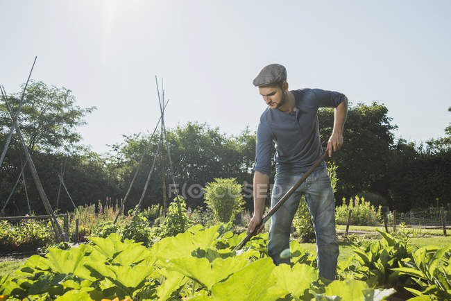 Gardener hoeing em courgette patch — Fotografia de Stock