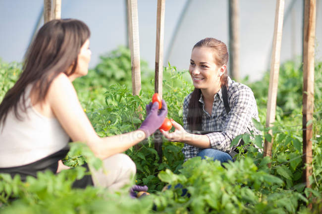 Women working at vegetable farm, holding tomatoes — Stock Photo