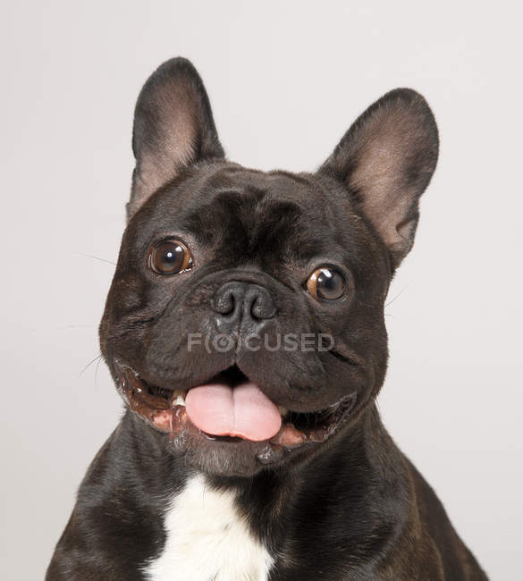 Bulldog francês com boca aberta olhando para a câmera — Fotografia de Stock