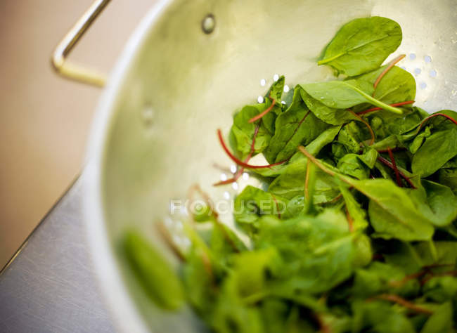 Промивають листів салату — стокове фото