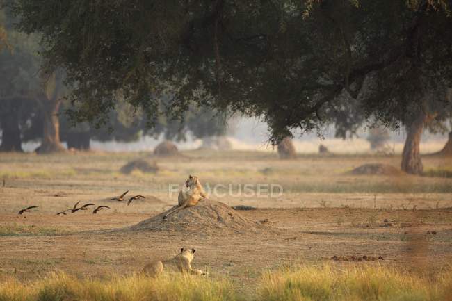 Leonas o Panthera leo, vista trasera, Parque Nacional Mana Pools, Zimbabue - foto de stock