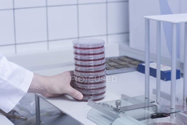 Científico que arregla placa de Petri con muestra para pruebas - foto de stock