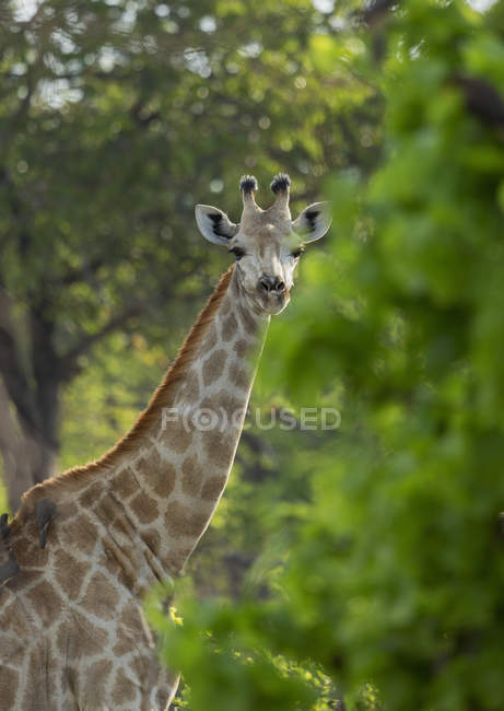 Giraffe or Giraffa camelopardalis looking at camera while grazing in wild, botswana, africa — Stock Photo