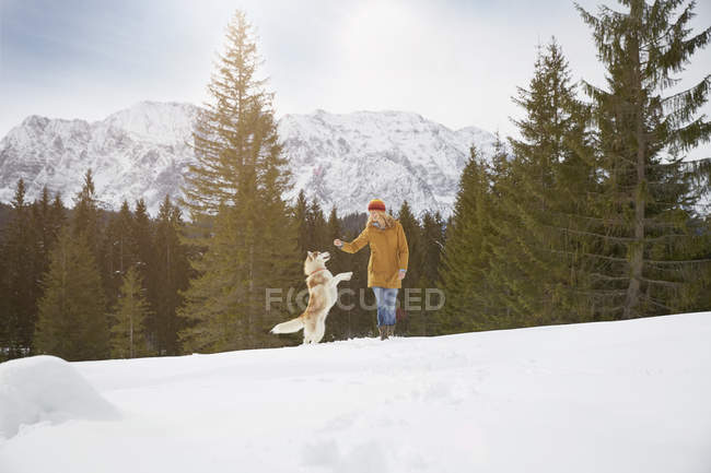 Mulher brincando com husky na neve paisagem coberta, Elmau, Baviera, Alemanha — Fotografia de Stock