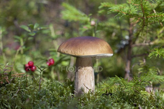 Boletus edulis (porcini) hongo que crece en el bosque, vista de cerca - foto de stock