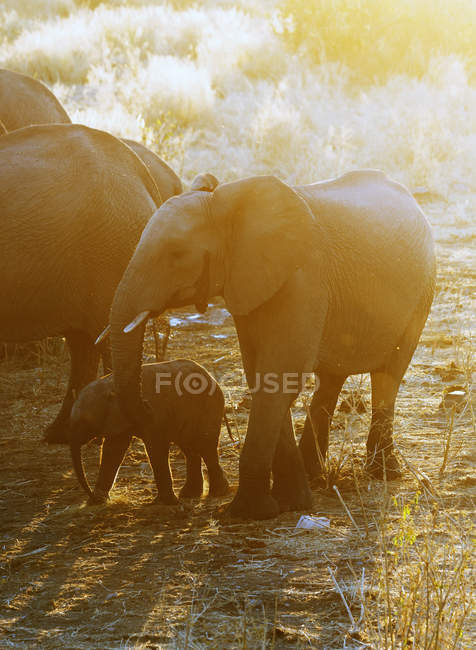Elefanti africani a waterhole in luce solare lucente — Foto stock