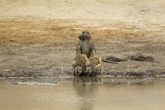 Chacma babuínos ou Papio cynocephalus ursinus em um buraco de água em piscinas de mana parque nacional, zimbabwe — Fotografia de Stock