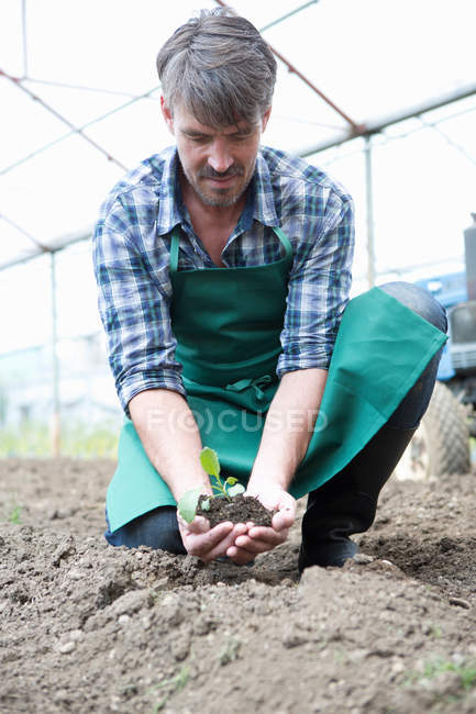 Agricultor ecológico que sostiene plántulas en policentros - foto de stock
