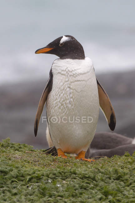 Pingouin de Gentoo à la côte de l'île Macquarie — Photo de stock