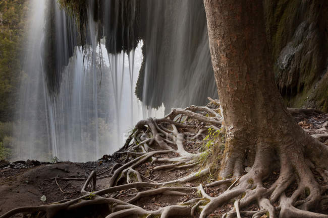 Дерево з відкритими коренями — стокове фото