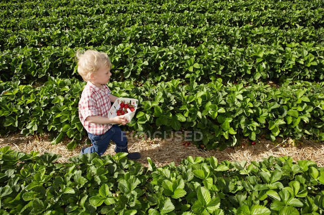 Garçon cueillette des fraises dans le champ — Photo de stock