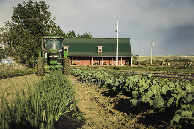 Tractor cosechando hileras de verduras en la granja - foto de stock