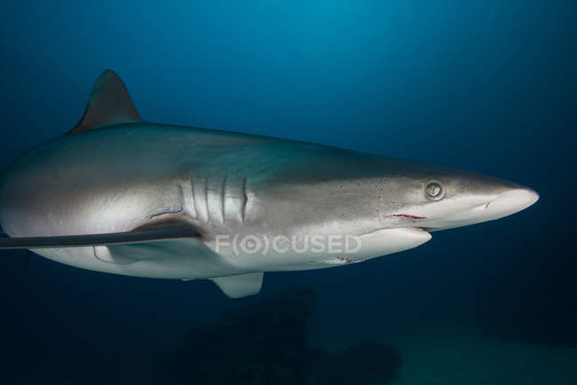 Tubarão sedoso nadando debaixo d 'água — Fotografia de Stock
