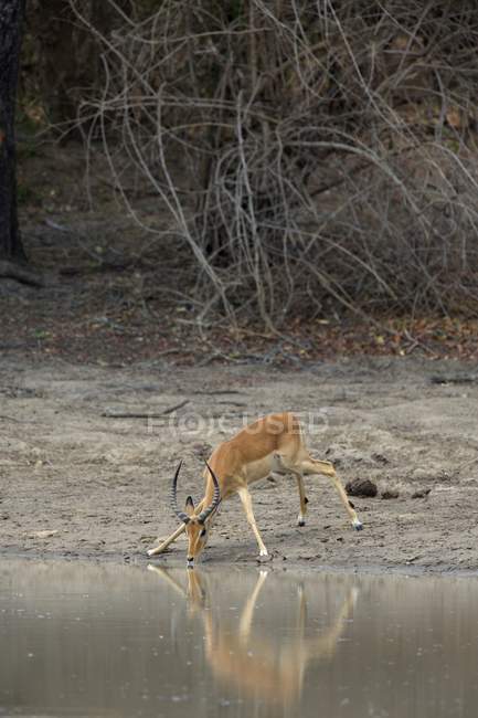 Impala-Rammbock trinkt am Wasserloch — Stockfoto