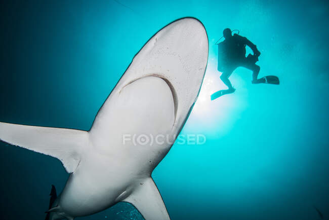 Tubarões-seda (Carcharhinus falciformis) e mergulhador na Ilha de Socorro, Revillagigedo, México — Fotografia de Stock