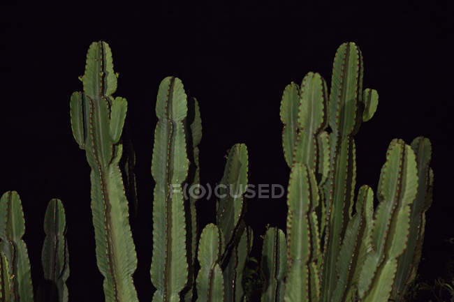 Planta de cactus verde sobre fondo negro - foto de stock
