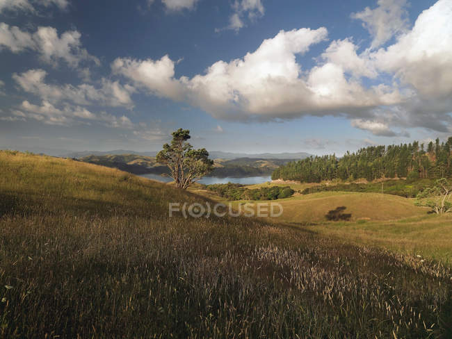 Trees growing in rural landscape — Stock Photo