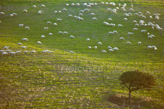Schafe weiden am Hang — Stockfoto