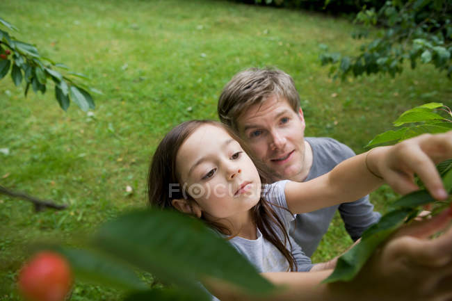 Pai e filha pegando frutas — Fotografia de Stock