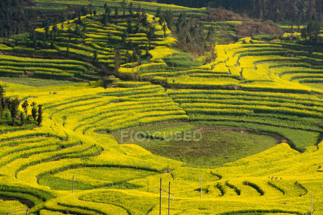 Yellow field terraces with blooming oil seed rape plants — Stock Photo