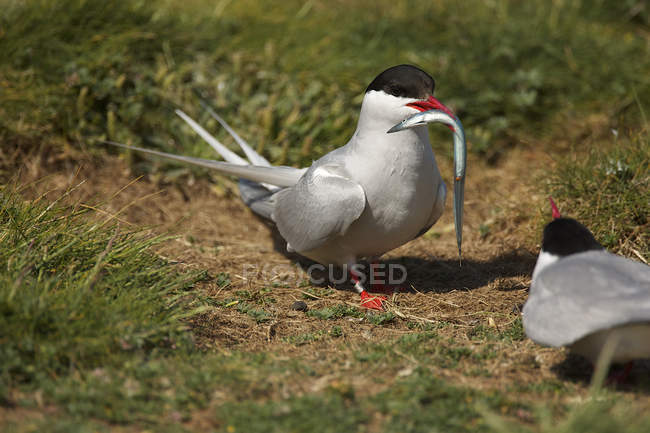 Arctic Tern pássaro transportando peixes no bico — Fotografia de Stock