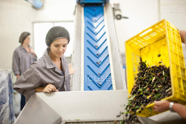 Pouring crate of olives onto conveyor belt — Stock Photo