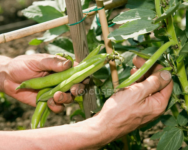Mani raccogliendo fagioli in giardino, primo piano vista parziale — Foto stock
