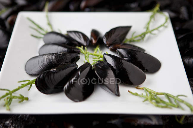 Plate of Mediterranean mussels — Stock Photo