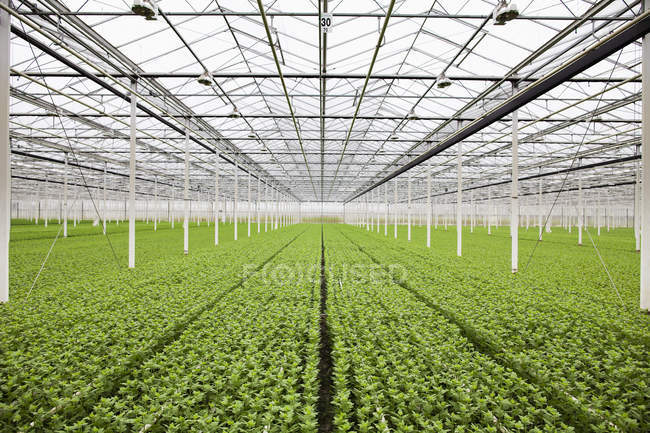 Filas de plantas que crecen en invernadero - foto de stock
