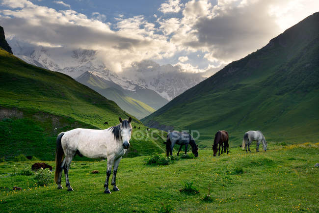 Cavalli al pascolo su erba verde valle — Foto stock