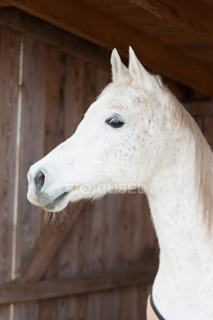 Horses face in barn — Stock Photo