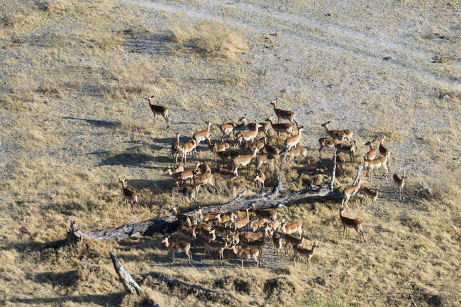 Vista aerea di impala raccolta intorno albero caduto, delta dell'Okavango, Botswana — Foto stock