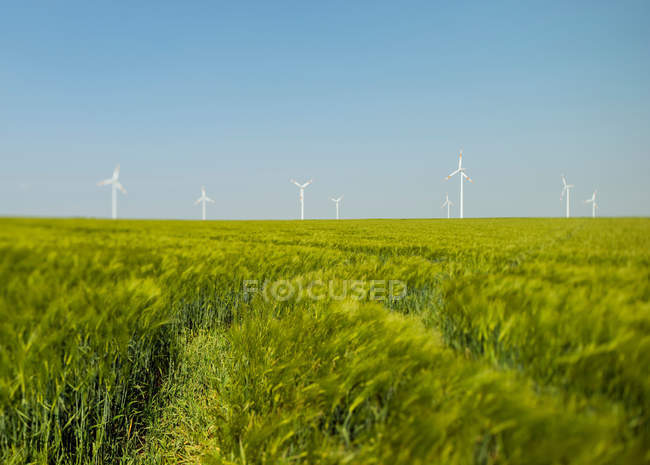 Campo verde e turbine eoliche sotto cielo blu chiaro — Foto stock