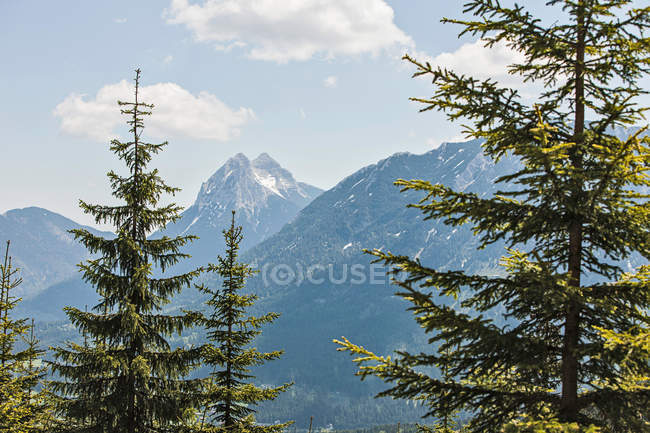 Trees overlooking rocky mountains — Stock Photo