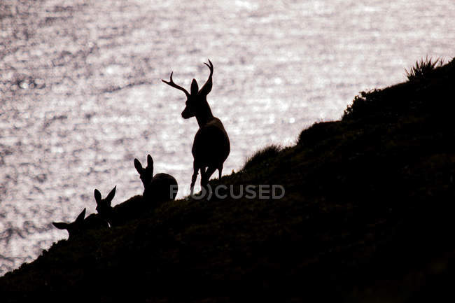 Силуэты чёрных оленей на холме — стоковое фото