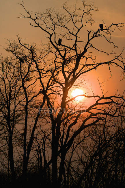 Abutres de apoio branco ou Gyps africanus na árvore ao pôr do sol, Mana Pools National Park, Zimbábue, África — Fotografia de Stock
