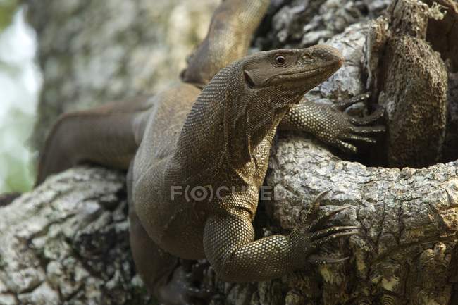 Land monitor lizard at Yala National Park, Sri lanka — Stock Photo
