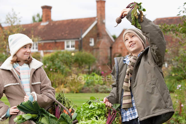 Niños recogiendo verduras del jardín - foto de stock