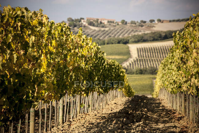 Uvas en el campo, Siena, Valle Orcia, Toscana, Italia - foto de stock