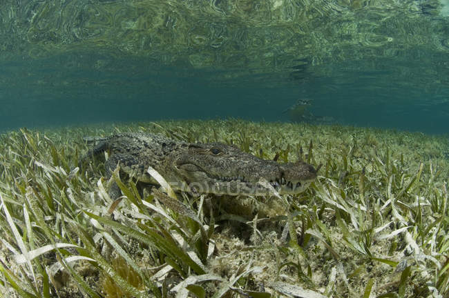 Amerikanisches Krokodil in klaren Gewässern der Karibik, Chinchorro-Ufer, Quintana Roo, Mexiko — Stockfoto