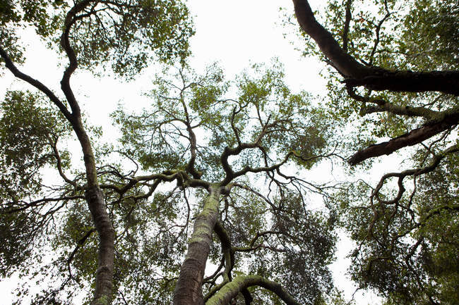 Vista inferiore della silhouette delle cime degli alberi — Foto stock