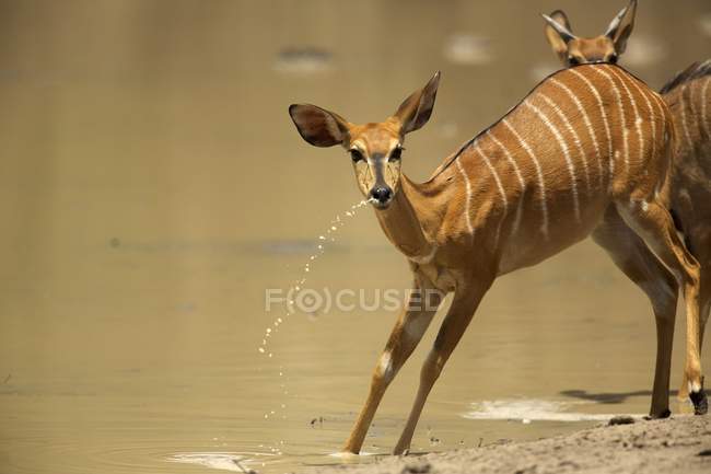 Nyala or Trafaphus angasii at waterhole, Mana Pools national park, Zimmer, Africa — стоковое фото