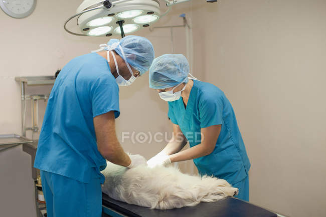 Cirujanos veterinarios trabajando en perros - foto de stock