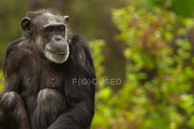 Шимпанзе в зоопарку Сан-Франциско — стокове фото