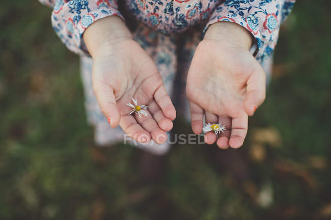 Niña manos sosteniendo flores de margarita - foto de stock