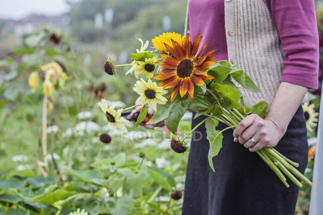 Cropped view of woman cutting fresh flowers at allotment — Stock Photo